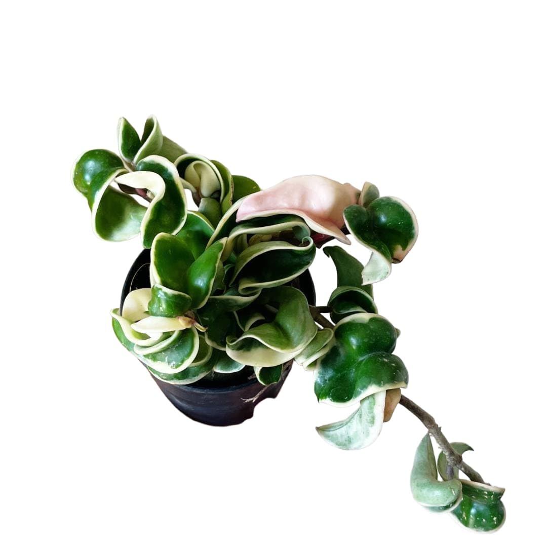 Amazon｜ホヤ カルノーサ コンパクタ バリエガータ 斑入り 観葉植物