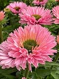 Perennial Farm Echinacea 'Sunseekers Salmon' – Live Perennial in #1 Container, Soft Salmon-Pink Blooms, Long Blooming, Drought Tolerant, Pollinator Friendly, Ideal for Borders & Sunny Gardens