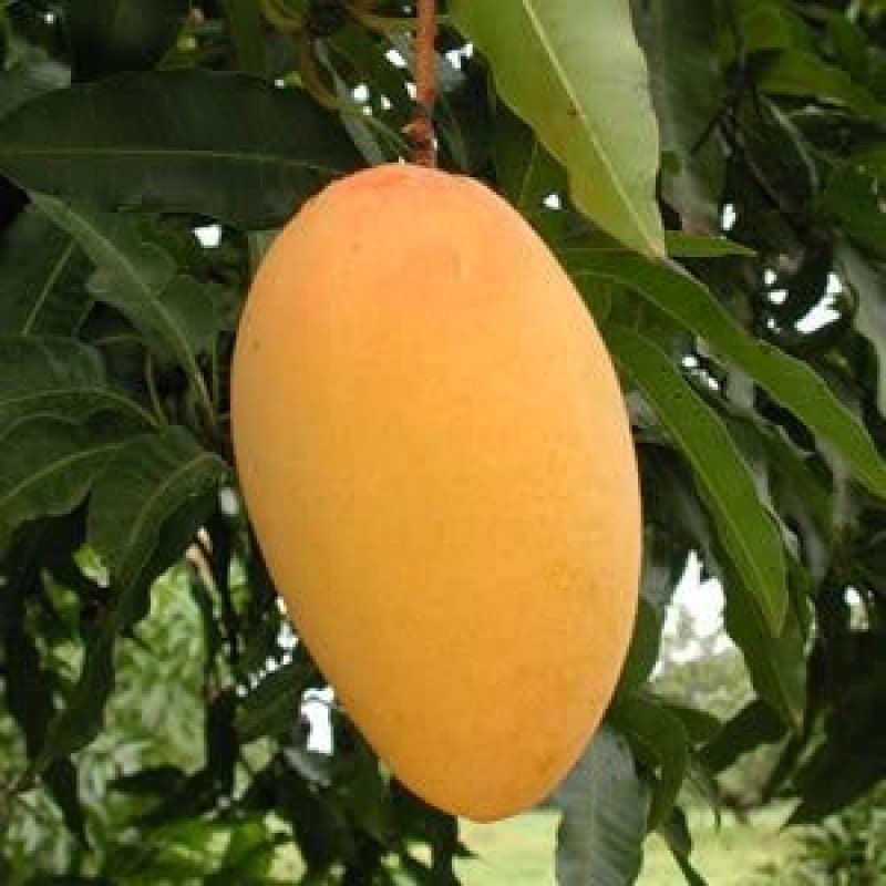 Kesar Mango Grafted Hybrid Live Plant - Healthy Outdoor Plant CF_220