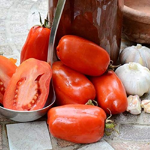 Seeds Ville Organic Tomato Seeds - San Marzano - 50 Seeds Kitchen Garden Pack टमाटर के बीज (B09TKLRQKR) Amazon Price History, Amazon Price Tracker