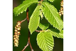 Popular Hornbeam Tree Seed: Carpinus betulus (European Hornbeam)