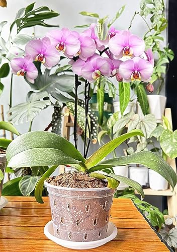 WDragon Clear Orchid Pot,11cm 14cm 17cm Plastic Plant Pots with Holes and Saucers,Nursery Pots for Orchid Repotting Kit (5 - Image 2