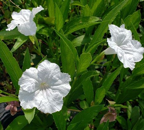 Gurveplantationi - Ruellia Simplex Plant Mexican Petunia Desert Florida Spanish Ladies Texas Bluebells Petunia Live Plant with Pot (Ruellia Simplex, White) (B0B9BDMSBS) Amazon Price History, Amazon Price Tracker
