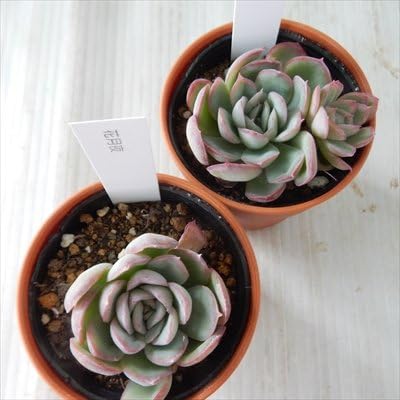 Amazon 多肉植物 Hmエケベリア 花月夜 エレガンス ブリドニス交配種 多肉植物 エケベリア 6cmポット 観葉植物 オンライン通販