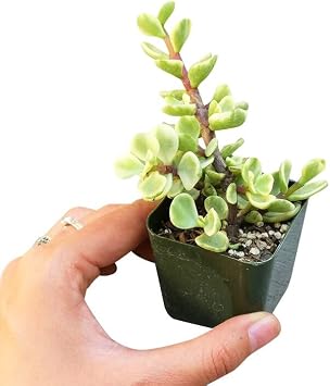 Portulacaria afra Decumbent 2 inch + Plastic Pot - Variegated Elephant Bush Succulent - Dwarf Jade Plant 2/4 inch - Lucky Plant for Sale - Money Tree for Home Office Decoration