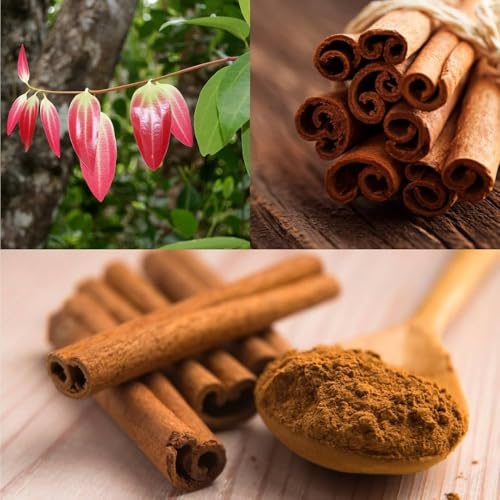 Image of Dalchini Plant, Cinnamomum cassia PlantSaplings, Dalchini Plant - Cinnamon Dalchini Spice Healthy PlantSaplings,CF SG01