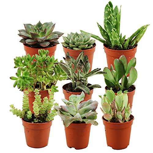ZynesFlora Succulentes Naturelles en pot de fleurs Ø 5.5 cm - Lot de 9 - Hauteur: 5-10 cm -...