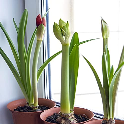 Image of Kraft Seeds Gate Garden Amaryllis Lily Flower Bulbs (Multicolour, Pack of 11) & Ixia Flower Bulb Mix (Pack of 6)