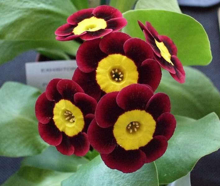 See full amazon price history chart for Ritz Farming Primula Flower Seeds | Maroon With Yellow Primula Flower Seeds For Home Pots | All Season Flowering Seeds For Gardening Pack Of 40-50 Seeds. Ritz Farming Primula Flower Seeds | Maroon With Yellow Primula Flower Seeds For Home Pots | All Season Flowering Seeds For Gardening Pack Of 40-50 Seeds. (B0CFYJGDBQ) Amazon Price History, Amazon Price Tracker