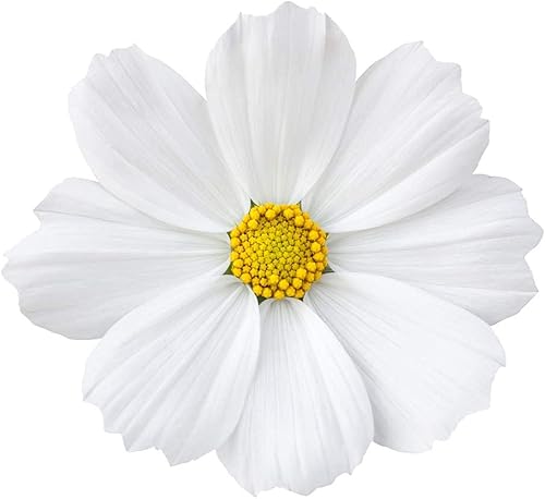 Miniatura 6 de Semillas de flores cosmos "enanas blancas" para plantar, más de 100 semillas por paquete, semillas de jardín de Isla (semillas de jardín de Isla),