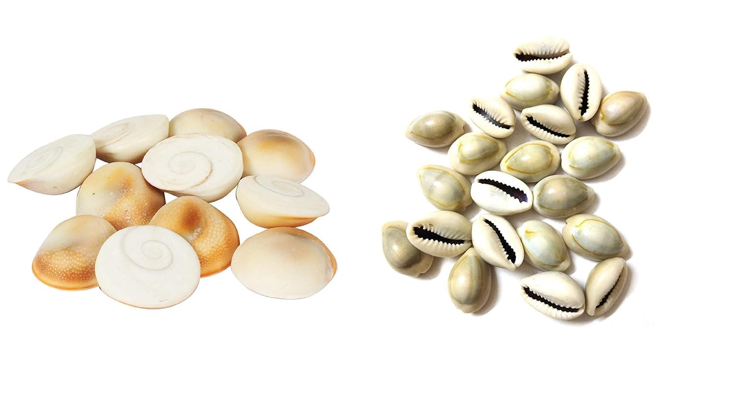 FABIDO Gomti Chakra Puja Set (Peeli Yellow Cowrie Sea Shell with Gomti chakra 11 Pieces (Combo)) (B0CZDZ9W2W) Amazon Price History, Amazon Price Tracker