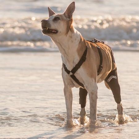 dog acl brace amazon