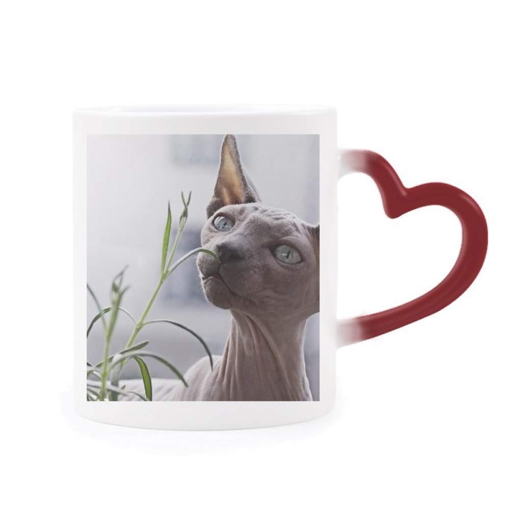 Taza gato gris sensible al calor de cerámica con corazón rojo