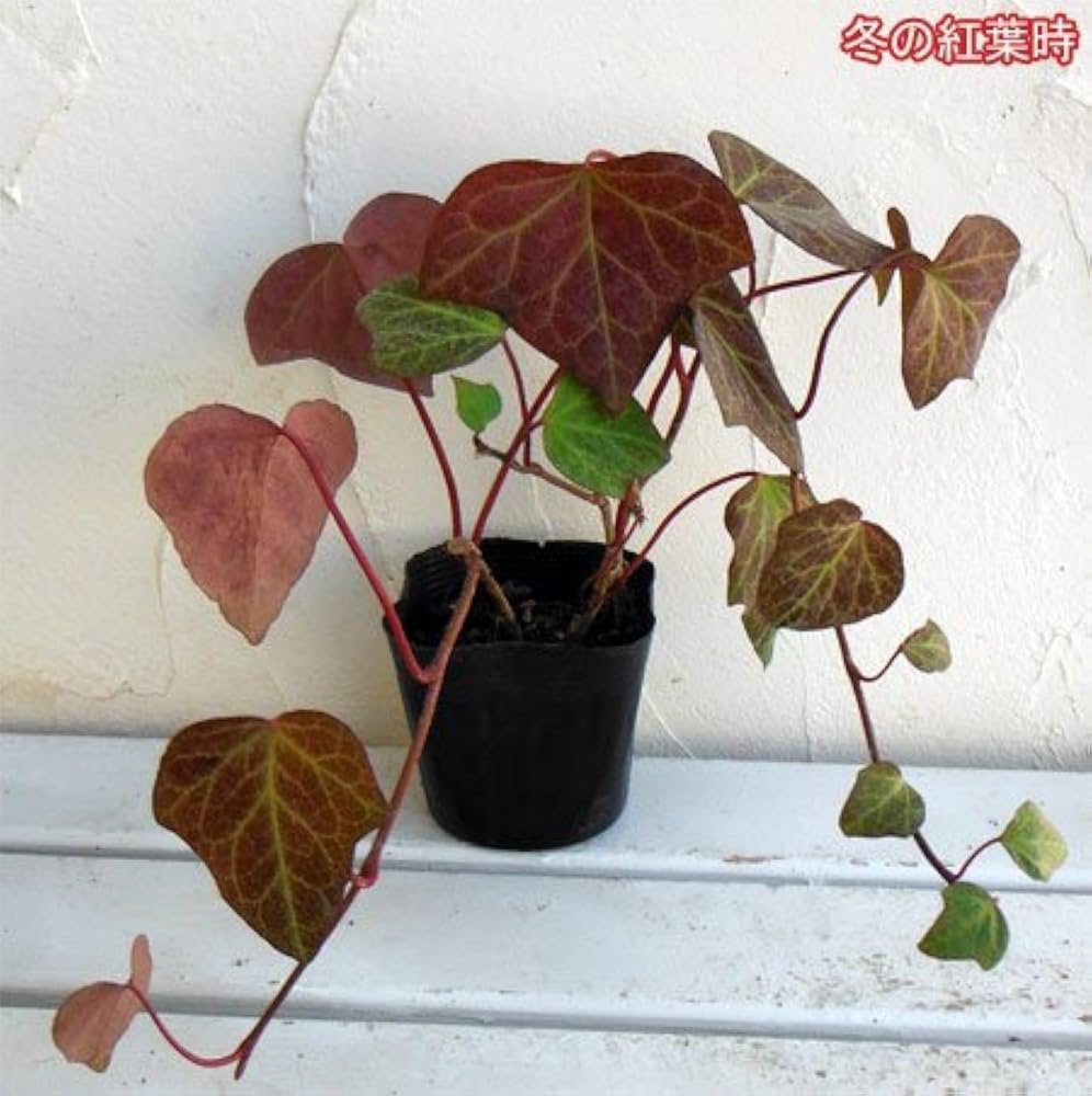 ⭐️専用⭐️観葉植物 斑入りオカメヅタ 新芽カット苗 5本 挿し穂 ガーデニング ⭐️専用⭐️観葉植物 斑入りオカメヅタ 新芽カット苗 5本 挿し