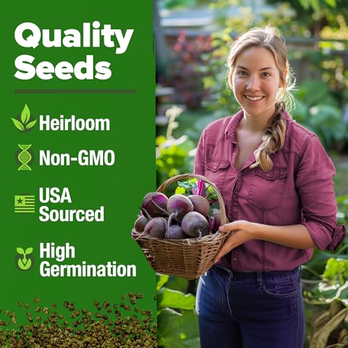 Image of HOME GROWN Detroit Dark Red Beet Seeds 500+ Heirloom Non GMO Seeds for Planting, High Germination, Sweet & Tender Root Vegetable, Edible Greens, Canning, Pickling, Winter Storage (Beta vulgaris)
