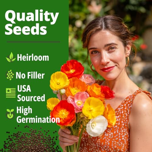Image of HOME GROWN California Poppy Mission Bells 2200 Seeds (2g) - Flower Seeds for Planting Outdoors, Vibrant Spring & Summer Blooms, Drought Tolerant Annual for Sunny Gardens (Eschscholzia californica)