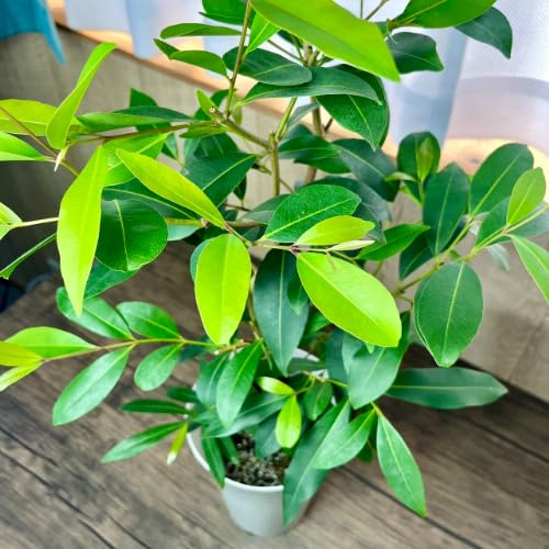 アマゾンオリーブ　観葉植物 Amazon.co.jp: アマゾンオリーブ (ムラサキフトモモ) 6号 (直径18cm