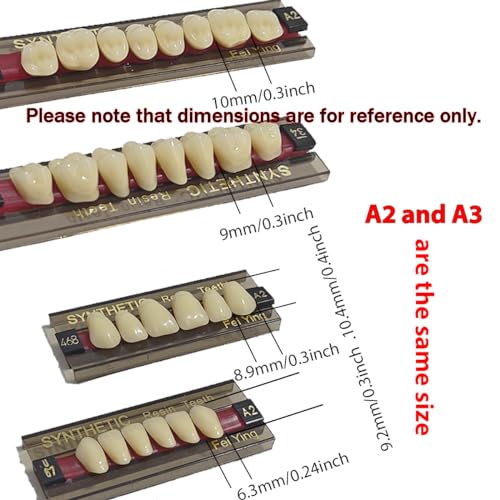 Image of A2 of Maximum Standard Size Teeth Fake Teeth, Tooth KitDIY All Teeth 3 Sets.Dental Education,Dental Teeth Teaching Model(New 1 Box)