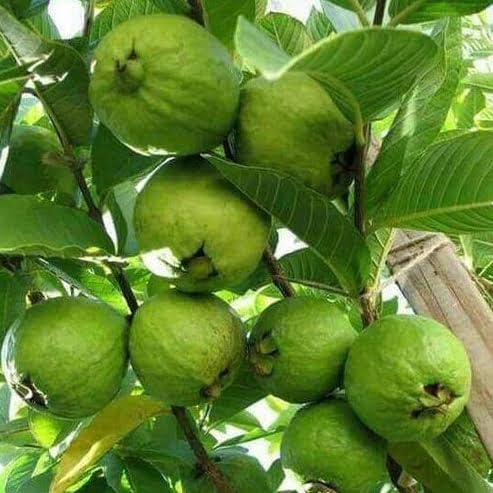Image of Safeda Round Green Seedless Hybrid Guava Plant - Sweet White Flesh Amrud Tree | Rare Grafted Fruit Plant for Home Garden,CF SG44
