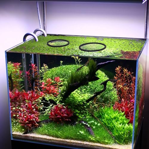 Image of PAGOW 10pcs Fish Feeding Rings Set, Floating Aquarium Plant Corral, Round Fish Feeder Rings for Fish Tank, Floating Plant Ring, Fish Tank Aquarium Accessories for Betta (Black)