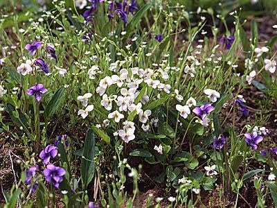 Amazon.co.jp: アリアケスミレ 1株 白に紫のスジ 有明菫 多年草 耐暑