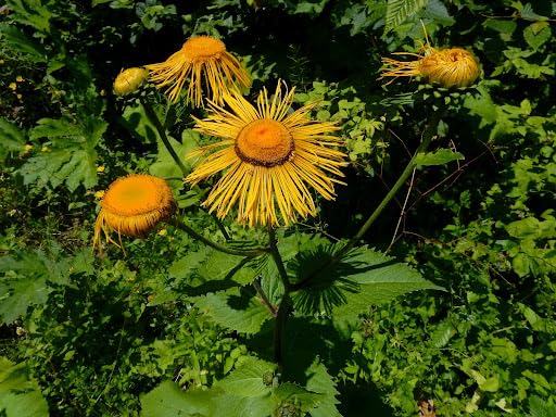 Telekia speciosa Heartleaf Oxeye Plant 6 Plug Plants