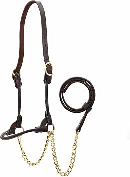 Jeffers Soft Pre-Oiled Harness Leather Show Halter for Cattle Durable Rolled Cheeks, Noseband, 6 Lead Rope with 24" Brass Chain & Bolt Snap, Safe Handling, Top Accessory