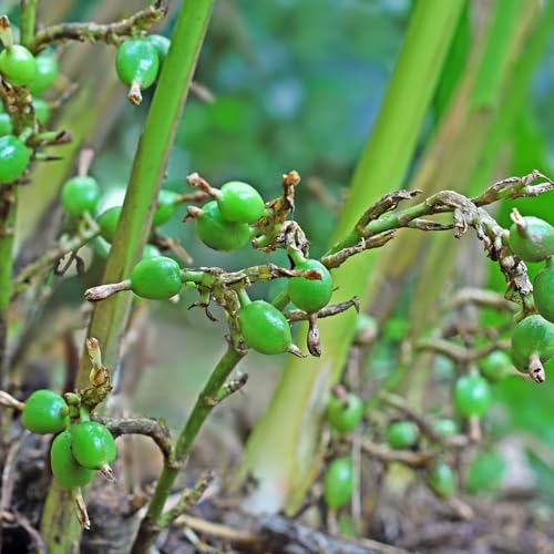 Aceite Esencial Puro de Cardamomo 5ml miniatura 2