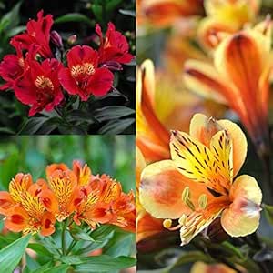 Lobelia Queen Victoria U2013 Champion Plants