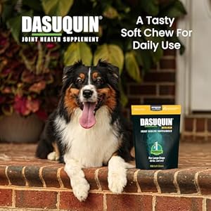 Nutramax Laboratories Dasuquin with MSM Joint Health Supplement for Large Dogs - With Glucosamine, MSM, Chondroitin, ASU, Boswellia Serrata Extract, and Green Tea Extract, 150 Soft Chews Nutramax Laboratories Dasuquin with MSM Joint Health Supplement for Large Dogs With Glucosamine MSM Chondroitin ASU Boswellia Serrata Extract and Green Tea Extract 150 Soft Chews