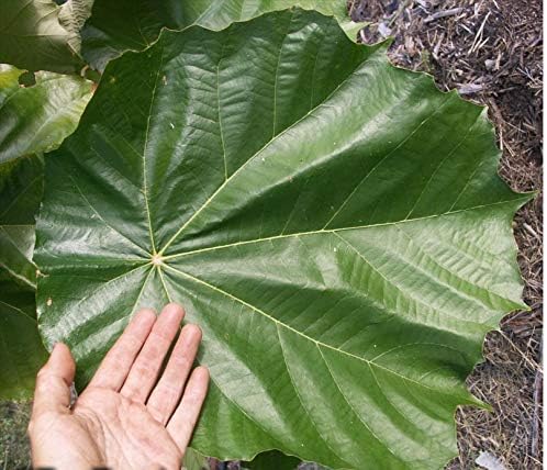 Miniatura 4 de 1141B-Dinner Plate Tree (Pterospermum acerifolium) Semillas de Robsrareandgiantseeds UPC0764425787662 Bonsai, sin OMG, orgánica, plantas históricas,