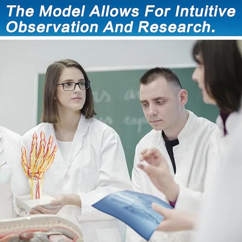 Image of Hand Artery Model, Hand Model, Life-Size Hand Skeleton Model with Arteries - Detailed Anatomy for Medical Research and Patient Education