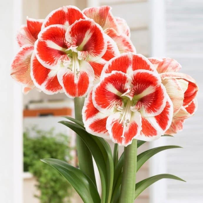 Amarlyllis Multicolur Jumboo Summer Flower Bulb Pack Of 2 By LIVE GREEN With Special Fertilizer