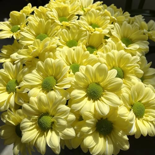 semillas de margarita - decorativas resistentes jardín interior 150pcs