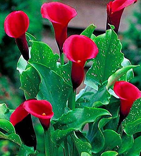 Zantedeschia/Calla Lily ‘Red’ Imported Flower Bulbs for Spring to Early Summer (Pack of 1 Bulbs)
