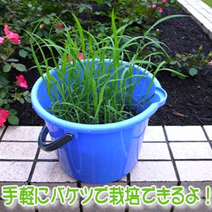 Amazon | コシヒカリの苗(稲) こしひかり 1ブロック（5～6本の束が