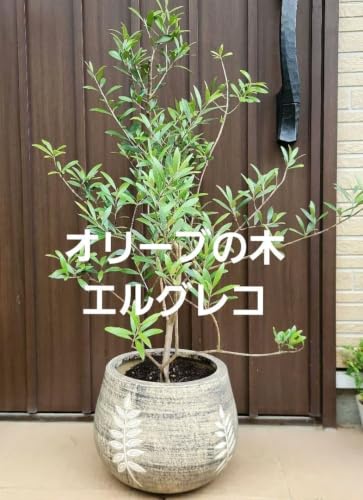 シンボルツリー オリーブ 鉢植え」の人気商品一覧・価格比較 - 価格.com