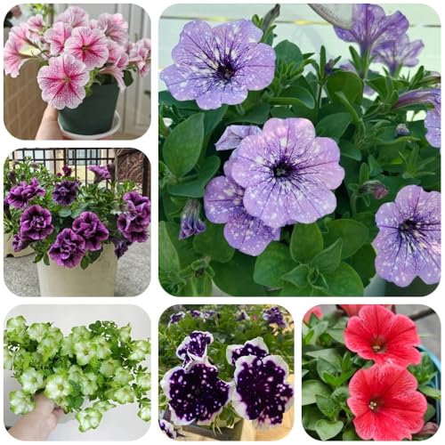 Semi di petunia appesi, da giardino Petunia ibrida, vecchie varietà semi da giardino roccioso resistenti decorazione 500pcs