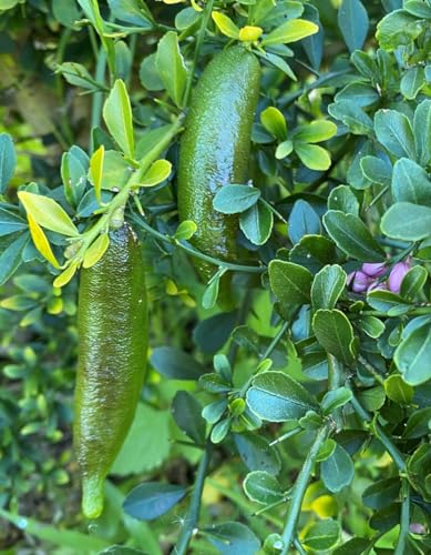 Image of GreenWorld Special & Rare Long Finger Green Australion Lime,Lemon /Lebu Plant(Australion Variety) Healthy Live Plant,'' Fruit After 1 Year''