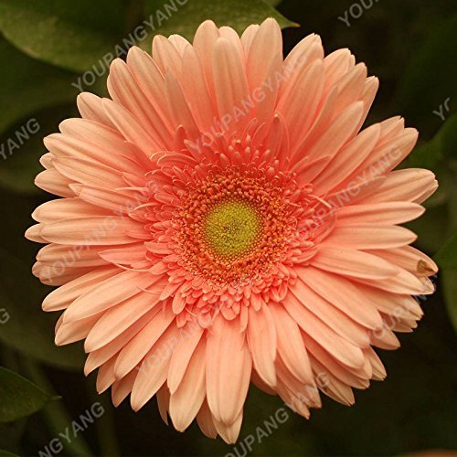 100pcs Seltene Gerbera Samen Bonsai Topfpflanze Blumensamen Familiengarten  Mischfarben Perennial Chrysanthemum leicht zu zchten 10 : Amazon.de: Garten