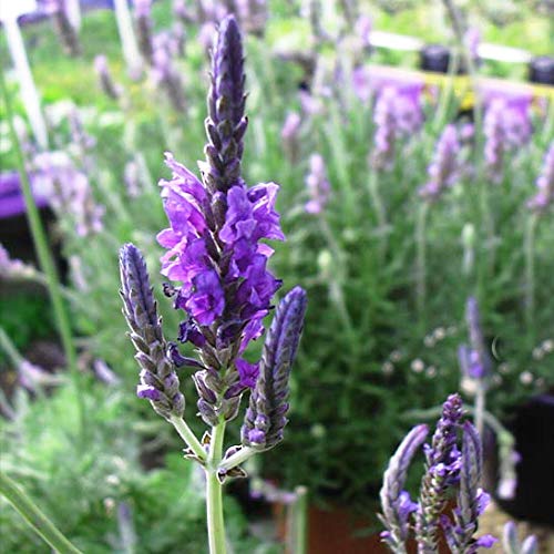 Amazon.co.jp: レースラベンダー 種子 オリガノ 30粒（育苗可能本数