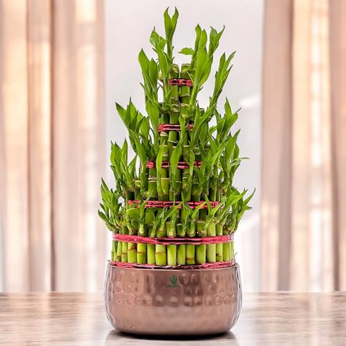 Image of Amulya Farms Live Lucky Bamboo 5 layer plant in Copper Pot | Bamboo Plants for home decoration | Indoor Plants for Home | Ideal for Living room, Balcony, Office desk & Kitchen | Lucky Vastu Plant |