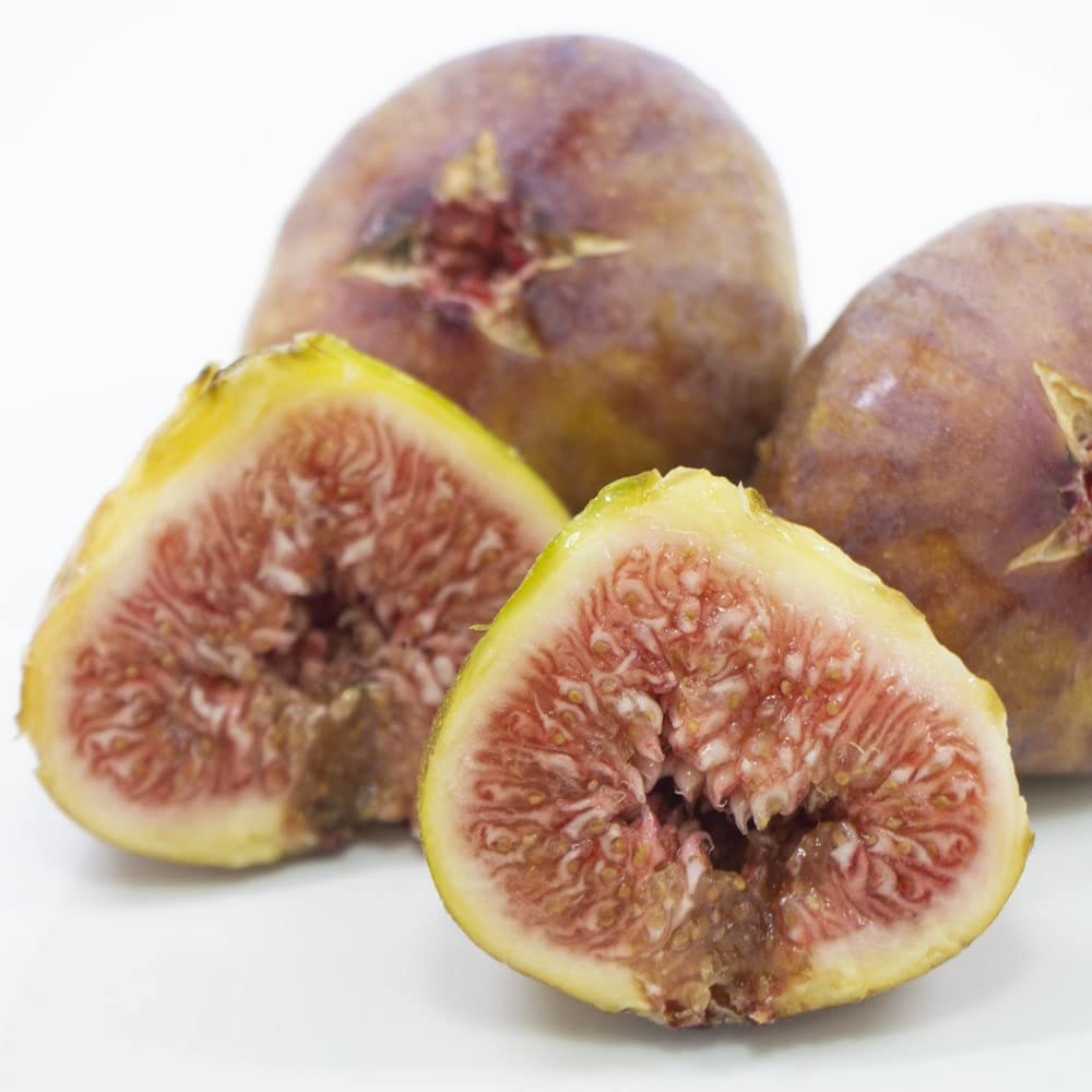 Amazon | いちじく 【早生日本種 （蓬莱柿）】 1年生苗 【予約販売】12