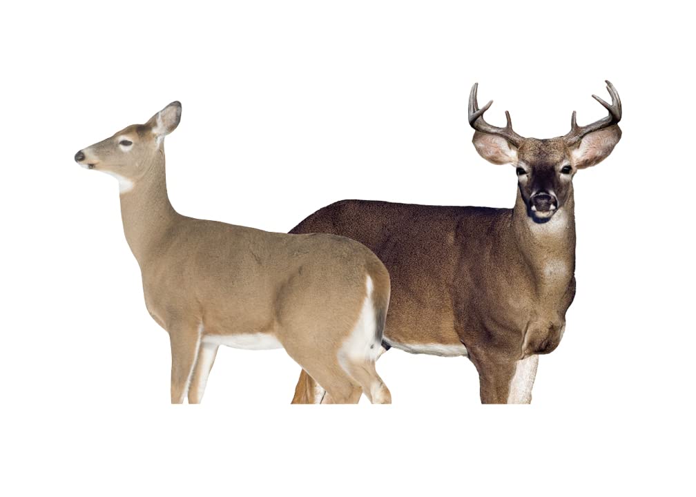 Best Deer Decoys for Hunting Success