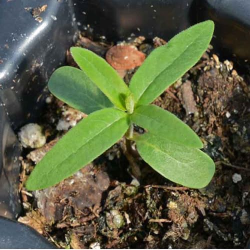 Image of Seed Needs Showy Milkweed Seeds to Attract Monarch Butterflies 1 Pack