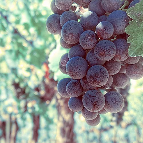 Naissance Traubenkernöl (Nr. 210) - 225ml - Raffiniert - für Haut, Gesicht, Körper, Kosmetik