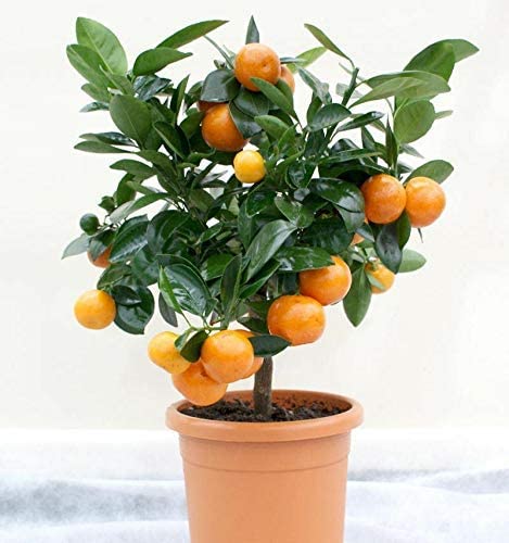 Door To Garden Nature Care Bonsai Suitable Delicious Original Sweet Nagpur Orange Plant All Season 1 Live Plant (B0B8S4W35S) Amazon Price History, Amazon Price Tracker