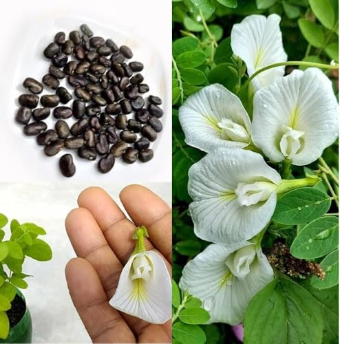Image of Aparajita Flower Seeds - Multipetal Butterfly Pea All Colours | Garden Plant Seeds (Pack Of 30 Pcs)