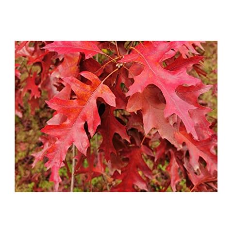 Red Oak Tree for UK Climate Cover