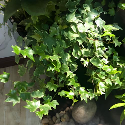 Green English Ivy Live Plants in 4 Inch Pot |